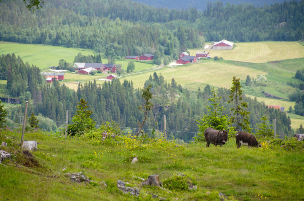 Bildet er tatt fra Båsdalvollen seter. To beitende esler, med Moum gårdene i bakgrunnen, viser at det er stort potensiale for å drive næring i utmark på Snåsa. (Foto: Hallvard U. Smestad)