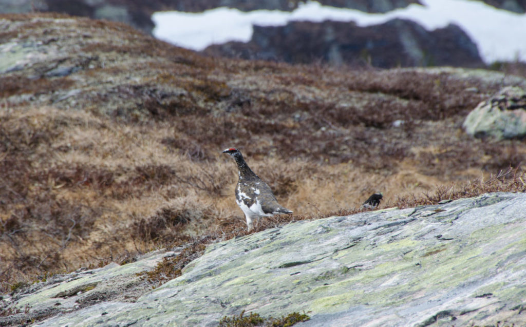 Rypestegg. (FOTO: Hallvard U. Smestad)